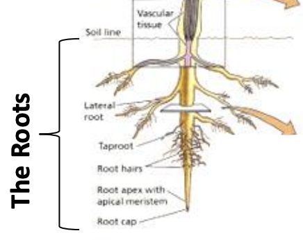 <p>mass of cells covering the sensitive root tip</p><ul><li><p>Protection of root meristem, gravitropism, regularly replaced</p></li></ul><p></p>