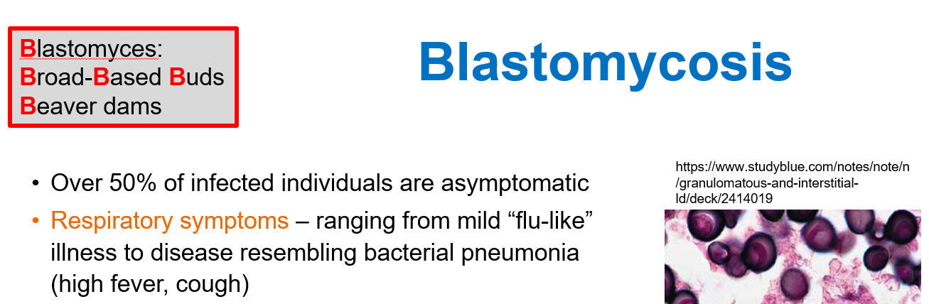 <p>Over <strong>50% of infected individuals are asymptomatic</strong>, but symptomatic cases often present with <strong>respiratory illness</strong>.</p>
