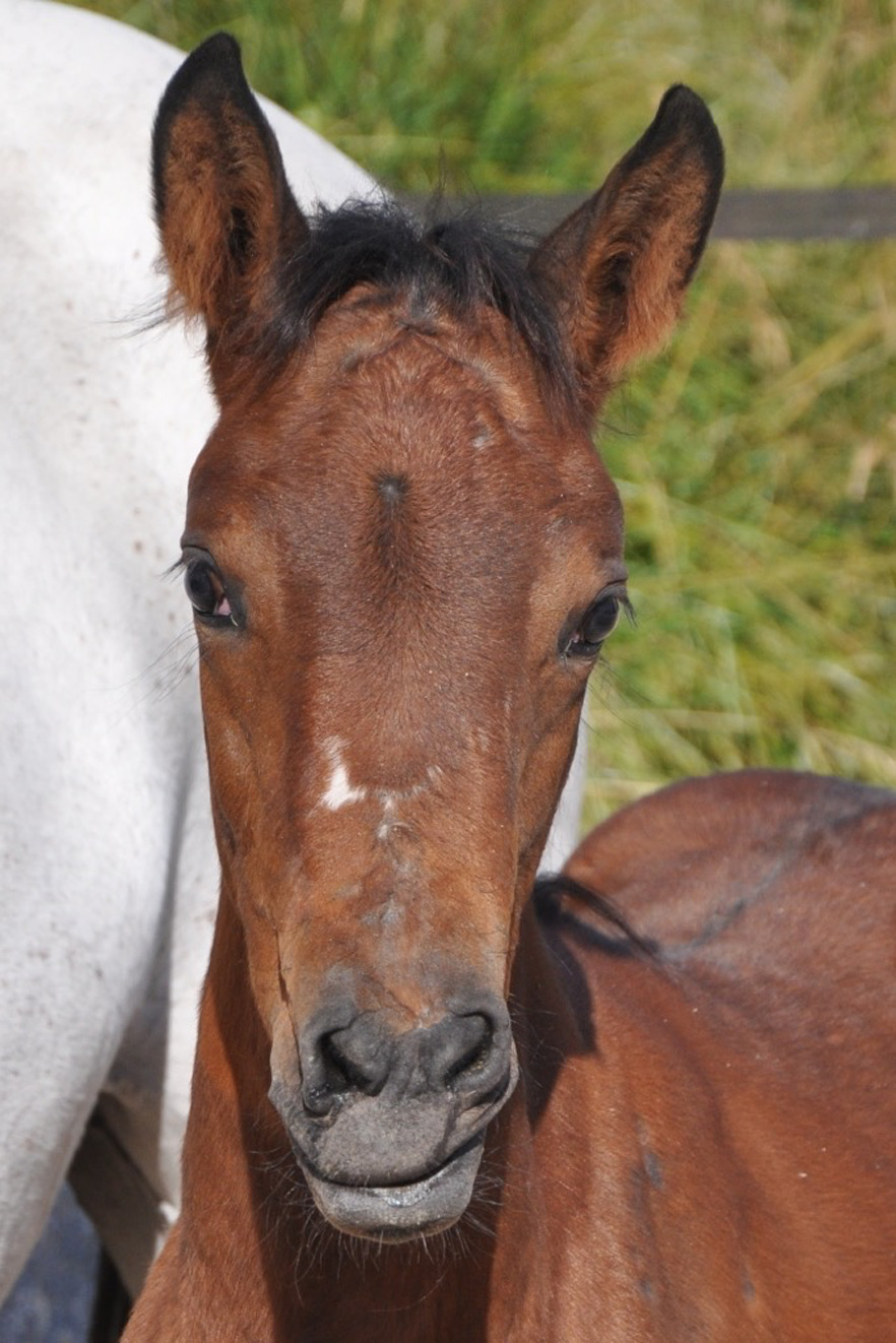 <p>What is this congenital defect in foals?</p>