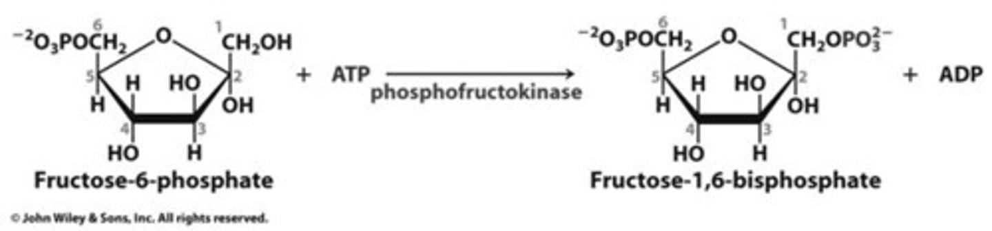 <p>phosphofructokinase (PFK)</p>