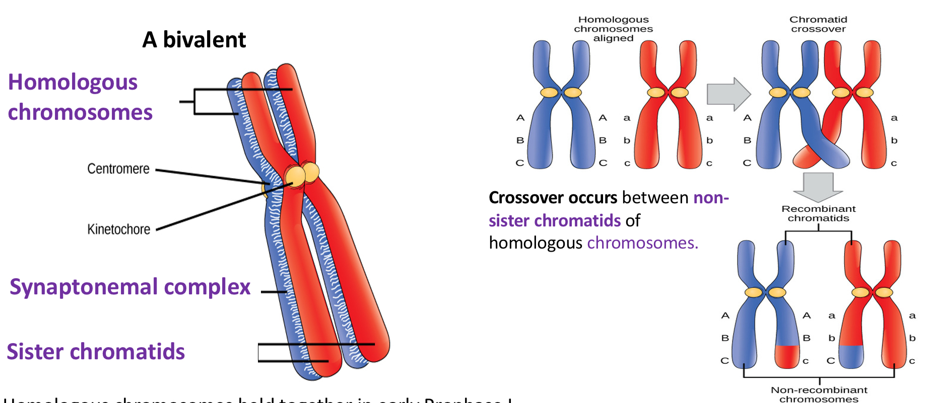 <p>→ homologous chromosomes held together in early Prophase = bound tightly in perfect alignment by a protein lattice called:</p><p><strong>Synaptonemal complex </strong></p><ul><li><p>crossing over = non sister chromatids </p></li><li><p>Whole thing = a <strong>bivalent</strong> </p></li></ul><p></p>