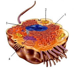 <p>Match the number with the cell part:</p>
