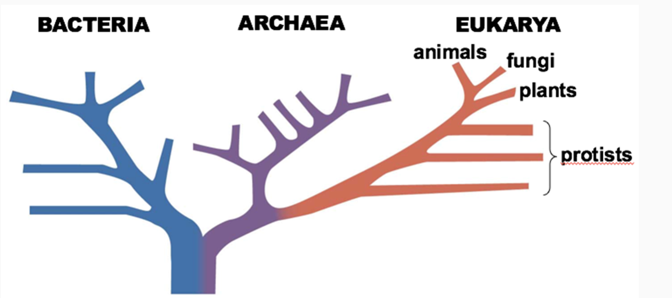 <p>Who are Archaea more closely related to in Tree of Life?</p><p>A. Eukarya</p><p>B. Bacteria</p>