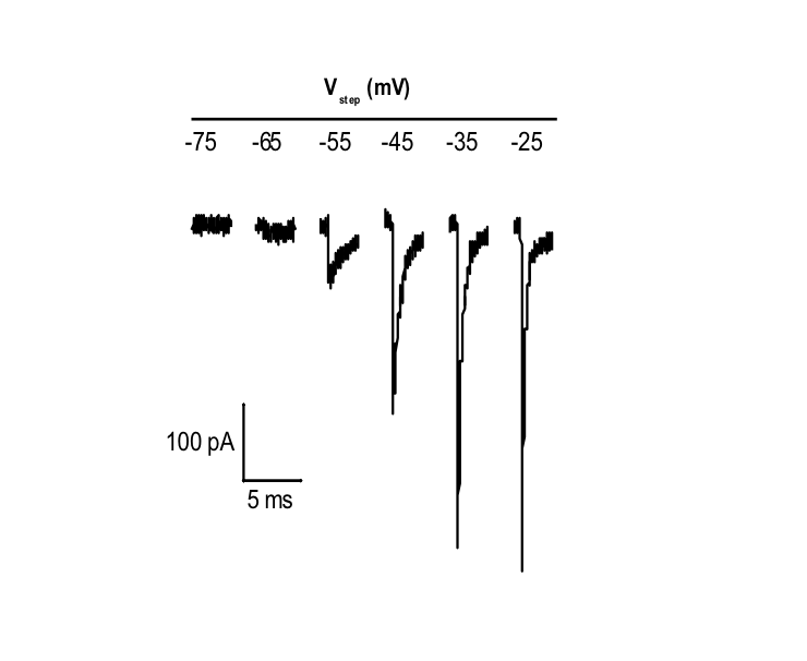 <ul><li><p>the activation of the whole cell is reflected by the no. Of channels open at a certain voltage</p></li><li><p>The graph = electrical activity against size of voltage step</p></li><li><p>V½ = when half of channels are activated</p></li></ul><p></p>