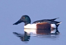 <p>Anas clypeata</p>