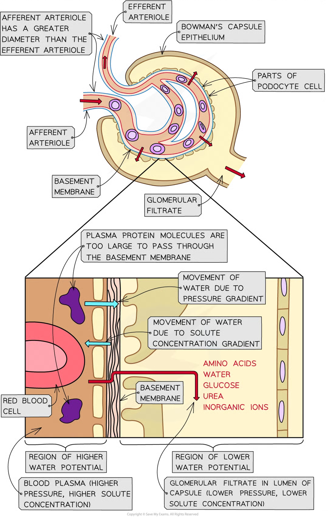 <p>effect of solute gradient, therefore wp of blood plasma in glom &gt; wp of filtrate in bowmans so blood flows thru glom, overall movement of water down wp gradient from blood into the bowmans capsule </p>