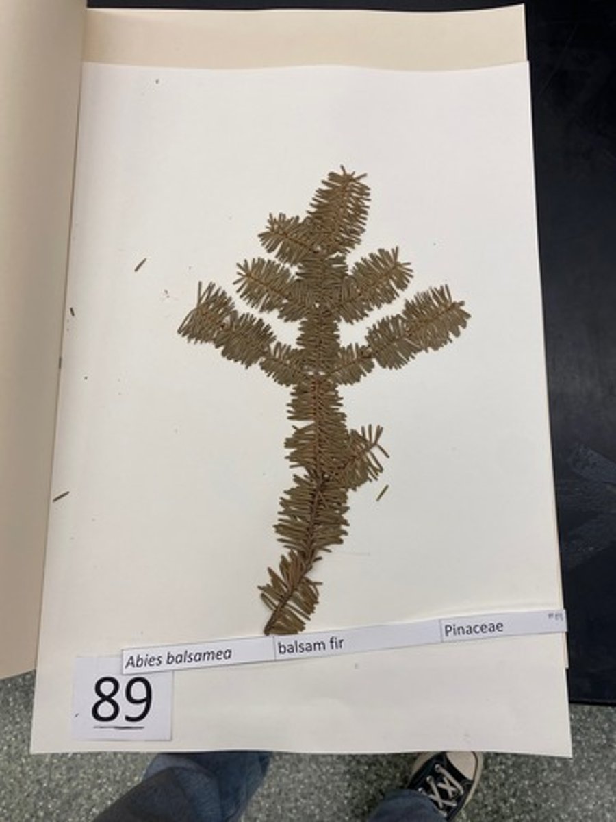 <p>Abies balsamea (Pinaceae)</p>