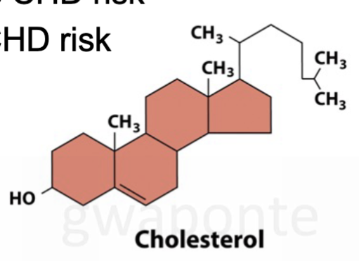 <ul><li><p>4 carbon rings </p></li><li><p>found in food &amp; made in body </p></li><li><p>cholesterol is most common dietary sterol -only found in animals </p></li><li><p>high cholesterol increases CHD risk </p></li><li><p>plant sterols can reduce CHD risk </p></li></ul><p></p>