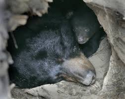 <p>hibernation</p>