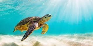 <p>tortuga</p>