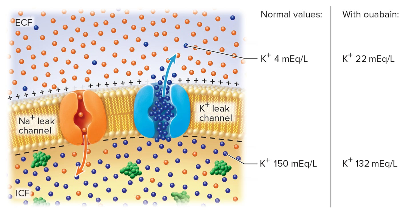 <p>Ouabain is a drug used to treat heart failure and some arrhythmias. It inhibits normal action of the sodium-potassium (Na+/K+) pump, lessening its ability to pump Na+ out of the cell and K+ into the cell. This alters the concentrations of both ions across the membrane. </p><p>-How will ouabain affect the resting membrane potential?</p><p>-Why does elevated extracellular K+ have this effect on the membrane potential?</p>
