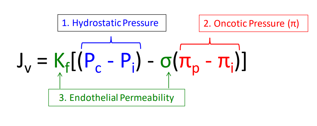 <p></p><p>Hydrostatic pressure - Pc - Pi </p><p>Oncotic pressure - πp - πi</p><p>Endothelial permeability - Kf and σ</p>