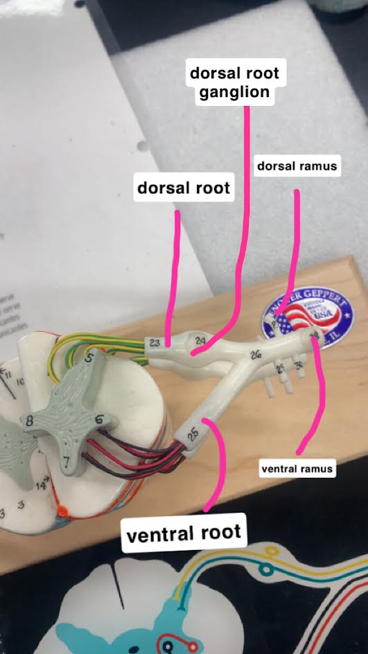 <p>Ventral Ramus</p>