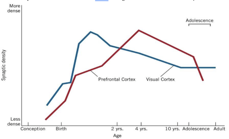 <p>No, different brain regions develop at different times in a C-shaped pattern. Areas for vision mature early, while the prefrontal cortex, which controls impulse regulation and decision-making, develops last and continues pruning through adolescence into early adulthood.</p>