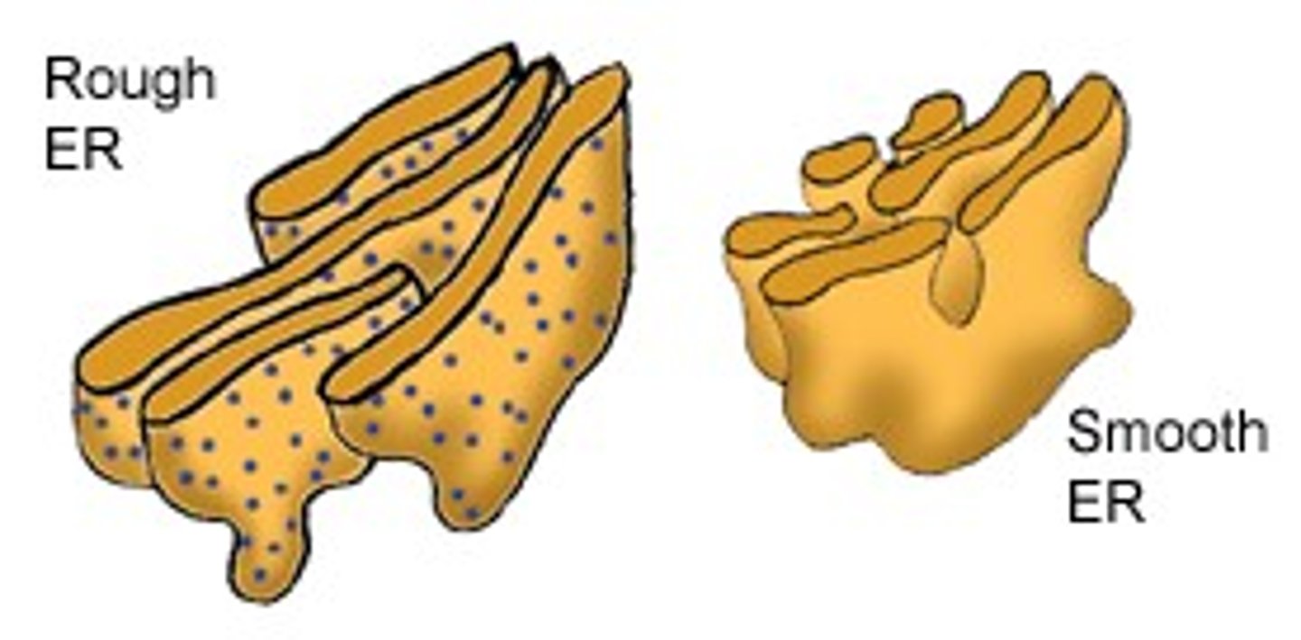 <p>folds proteins</p>