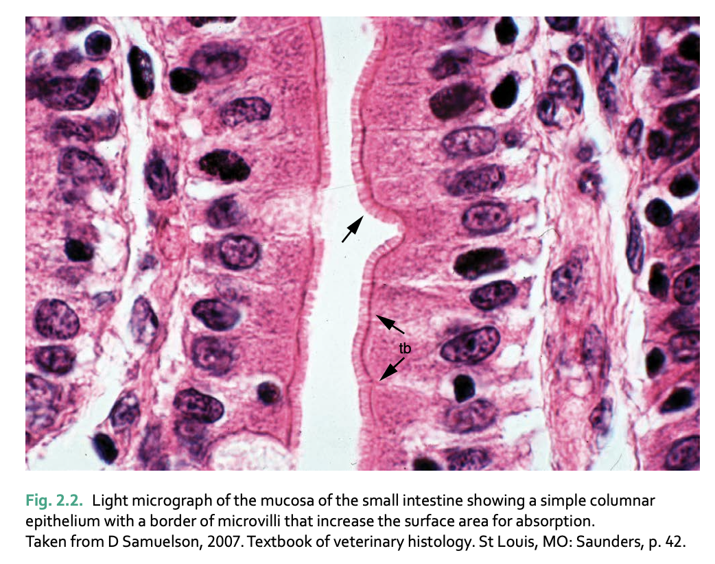 <p>one cell thick</p><p>cells are tall and narrow</p><p>absorptive (small + large intestine)</p><p>secretory (digestive glands)</p>