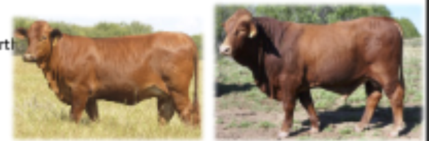 <p>origin: US, Brahman, hereford, shorthorn</p>