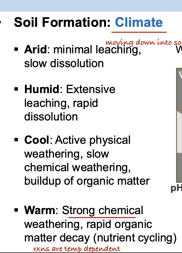 <p>C. Strong chemical weathering, rapid organic matter decay.</p>