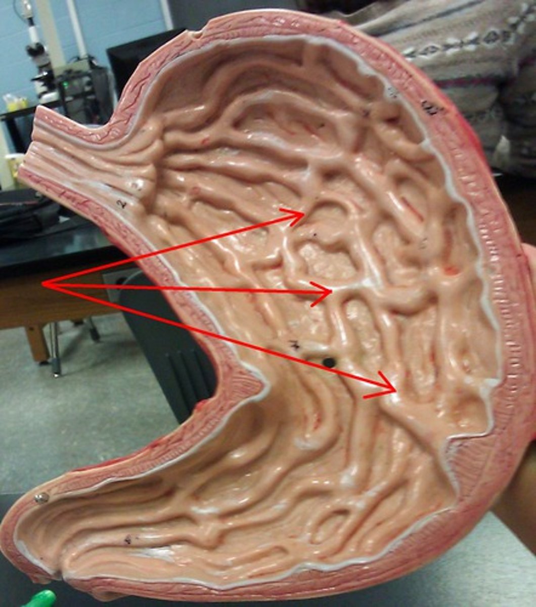<p>Folds in the lining of the stomach that allow for expansion when food enters.</p>