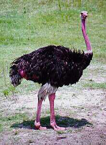 ostrich