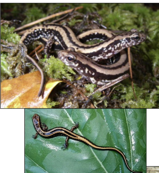 <p>very small dist in W. KY, swamps bogs cypress, w/ 3 bold black stripes from eye to</p><p>tail, long and slender; mottled</p><p>venter</p>