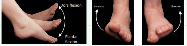 <p><strong>Inversion-</strong> sole of foot faces medially</p><p><strong>Eversion-</strong> sole of foot faces laterally</p><p><strong>Dorsiflexion- </strong>dorsum of foot moves up towards tibia</p><p><strong>Plantar flexion- </strong>sole of foot moves posteriorly</p>