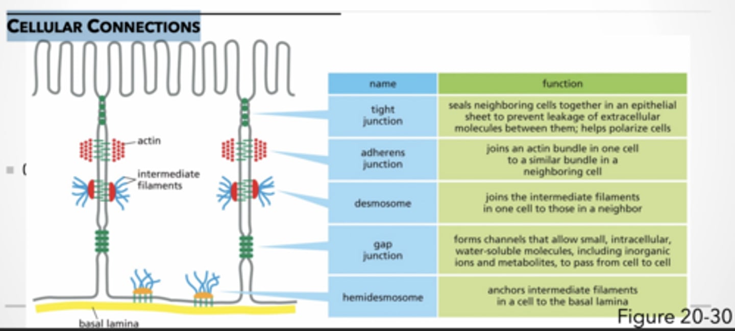 <p>CELLULAR CONNECTIONS</p><p>tight junction → seals neighboring cells together in an epithelial sheet to prevent leakage of extracellular molecules between them; helps polarize cells</p><p>adherens junction → joins an actin bundle in one cell to a similar bundle in a neighboring cell</p><p>desmosome → joins the intermediate filaments in one cell to those in a neighbor</p><p>gap junction → forms channels that allow small, intracellular, water-soluble molecules, including inorganic ions and metabolites, to pass from cell to cell</p><p>hemidesmosome → anchors intermediate filaments in a cell to the basal lamina</p>