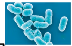 <p><span>oval to the point where they resemble cocci</span></p>