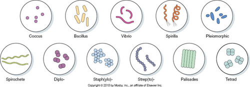 <p>Identification of bacteria </p>