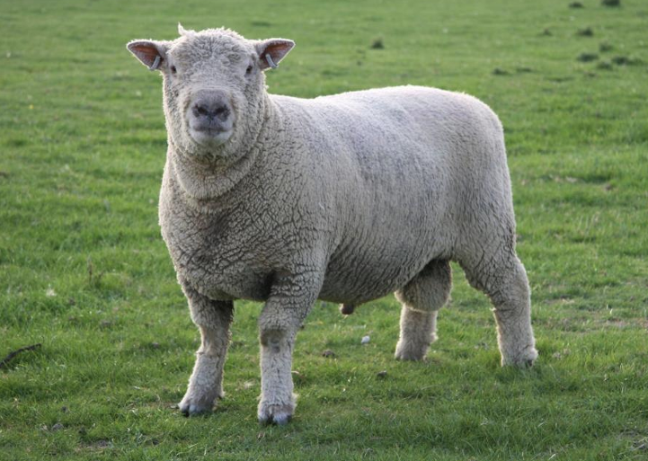 <ul><li><p>One of the <strong>first established breeds</strong></p><ul><li><p>Most meat breeds can be traced back to it</p></li></ul></li><li><p>Wool is found on their face</p><ul><li><p>Are <strong>NOT</strong> open-faced</p></li></ul></li></ul><p></p>
