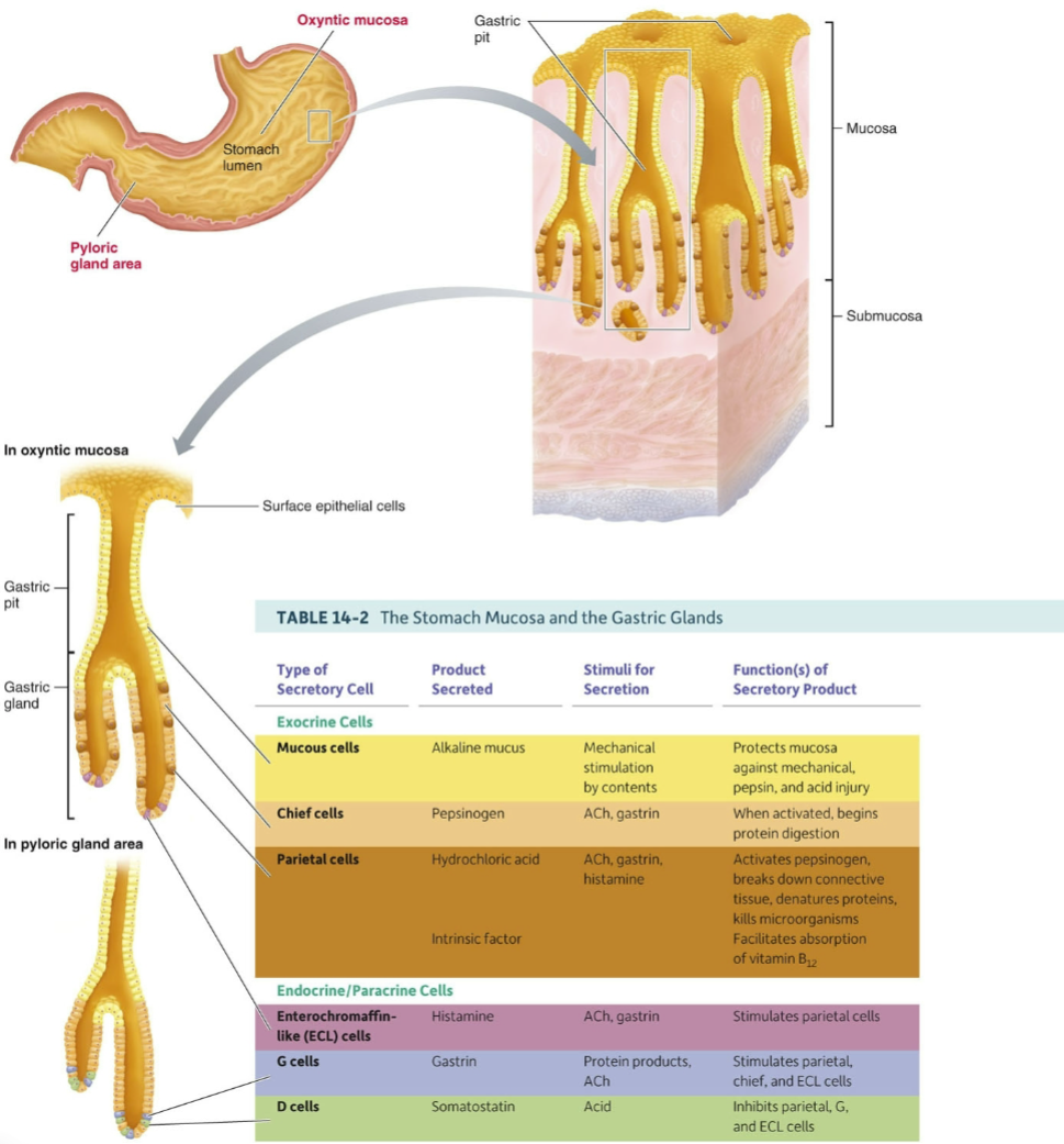 <p>cells responsible for gastric secretion are located on the inner surface of gastric pits in the stomach lining (<strong>gastric mucosa</strong>)</p><p>→ oxyntic mucosa in the body &amp; fundus</p><ul><li><p><strong>mucous cells</strong><mark data-color="yellow" style="background-color: yellow; color: inherit"> secrete a thin, watery mucus</mark></p></li><li><p><strong>chief cells</strong> <mark data-color="yellow" style="background-color: yellow; color: inherit">secrete pepsinogen</mark></p><ul><li><p>pepsinogen is inactive until cleaved by HCl or pepsin to form pepsin</p></li><li><p>pepsin digests proteins in a low pH environment</p></li></ul></li><li><p><strong>parietal cells</strong> (oxyntic cells) <mark data-color="yellow" style="background-color: yellow; color: inherit">secrete HCl &amp; intrinsic factor</mark>, which delivers vitamin B12 to ileum</p></li></ul><p>→ pyloric gland area in antrum</p><ul><li><p><strong>endocrine G cells</strong> <mark data-color="yellow" style="background-color: yellow; color: inherit">secrete gastrin</mark> into the blood</p></li></ul><p></p>