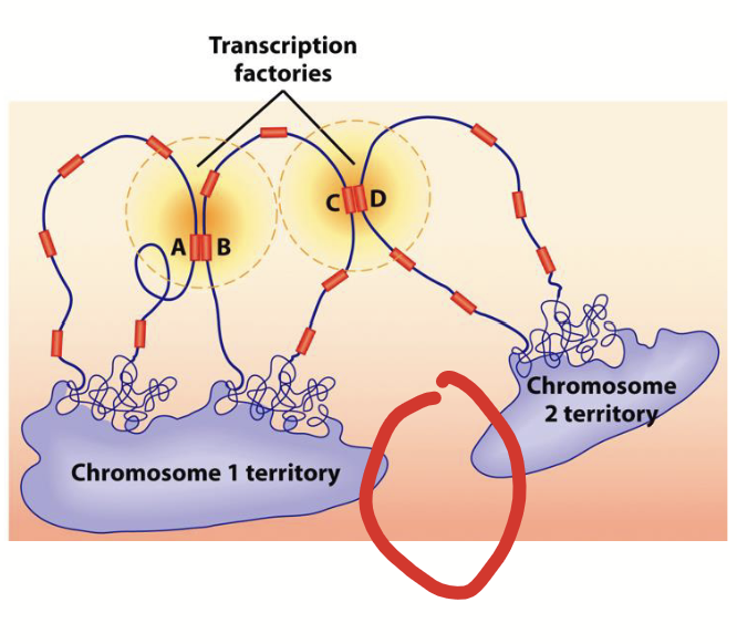 <p>Regions between chromosome subdomains that serve as barriers to prevent unwanted DNA-DNA and/or DNA-protein interactions.</p>