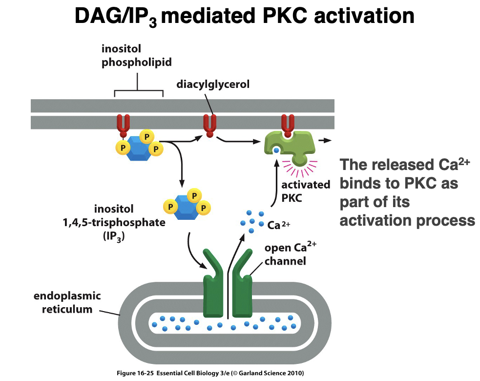 <p>1. PIP₂ is cleaved by phospholipase C (PLC) into IP₃ + DAG (Diacylglycerol)</p><p class="p1">2. IP₃ binds to IP₃ receptors on the ER, leading to Ca²⁺ release into the cytoplasm.</p><p class="p1">3. Increased Ca²⁺ levels and DAG activate Protein Kinase C (PKC).</p><p class="p1">4. Activated PKC phosphorylates downstream targets, regulating key cellular functions such as gene expression, metabolism, and cell growth.</p>