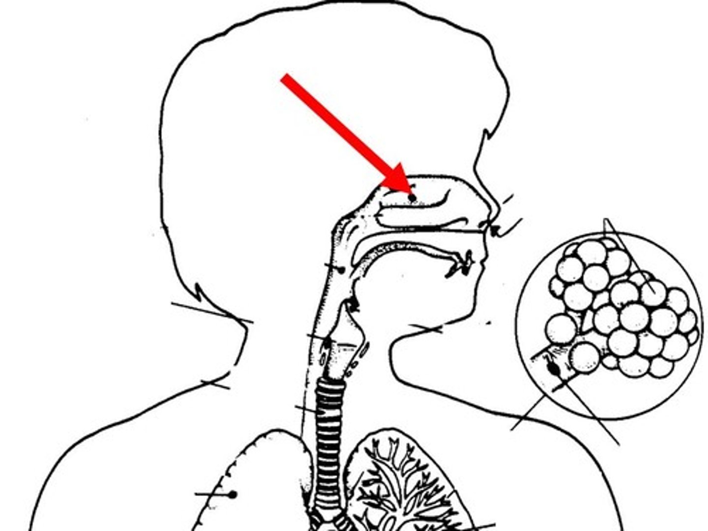 <p>DEFINITION</p><p>space in the nose for filtering air</p>