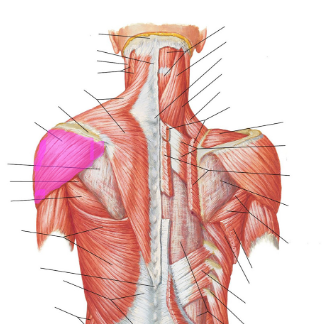 <p>What muscle is indicated?</p>