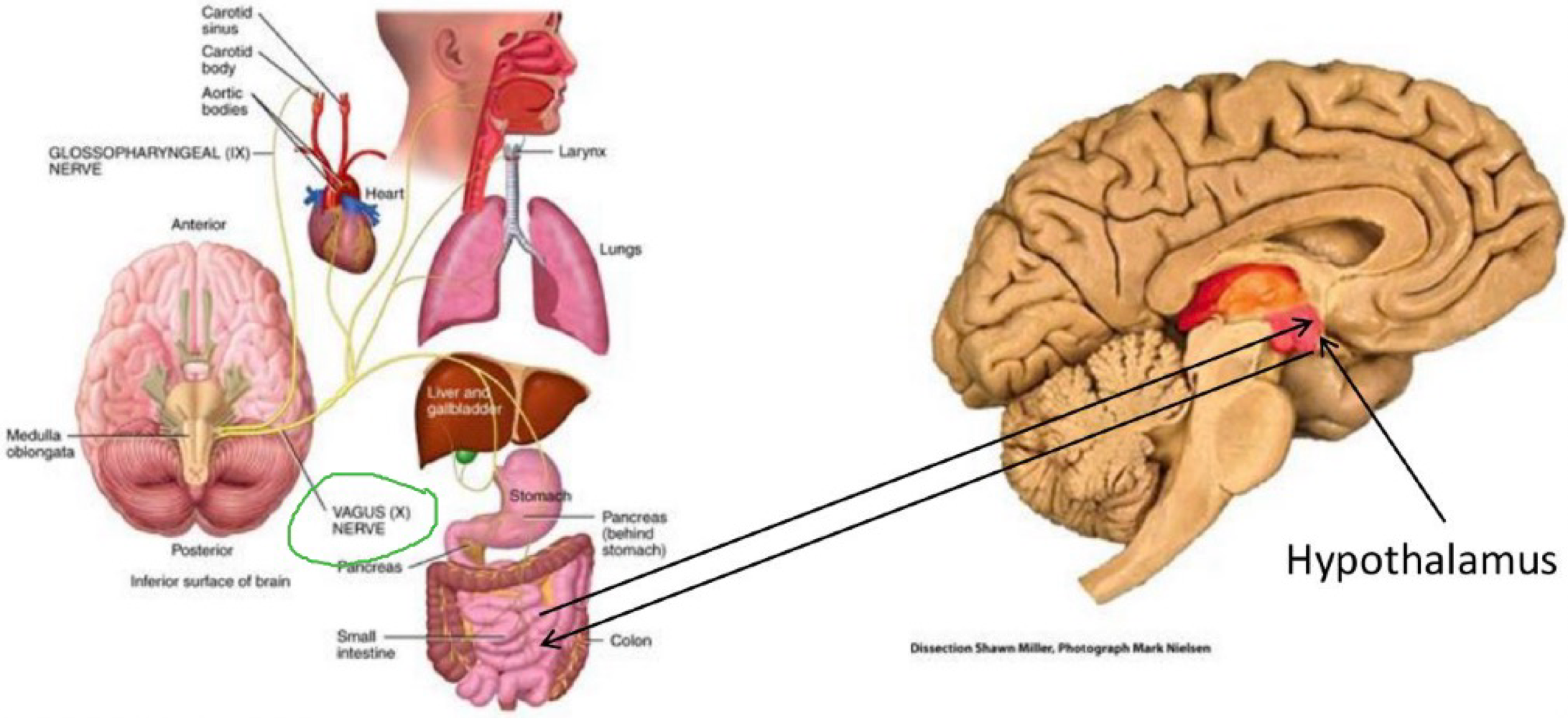 <p>vagus nerve </p>