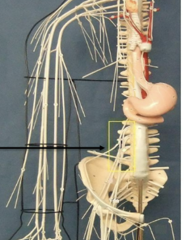 <p>Label nerve network </p>