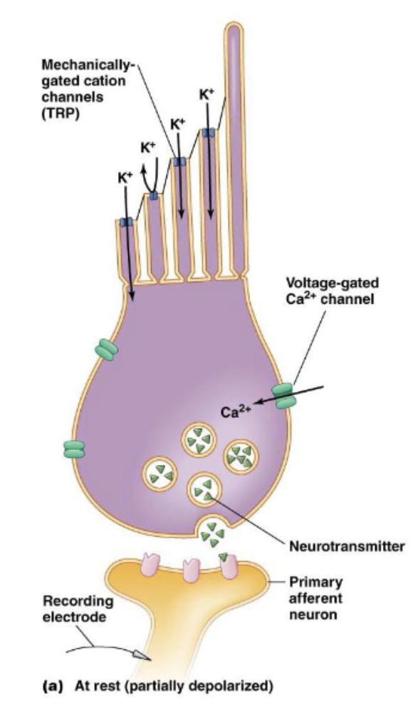 <p>is an epithelial cell</p><p>kinocilium and stererocilia</p><p>tip links</p><p>mechanically-gated K+ (cation) channels (TRP) at stereocilia tips</p><p>voltage-gated Ca2+ channels at body of epithelial cells</p>