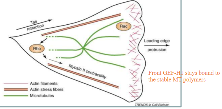 <p>Details: How do microtubules play a part in cell directional migration</p>