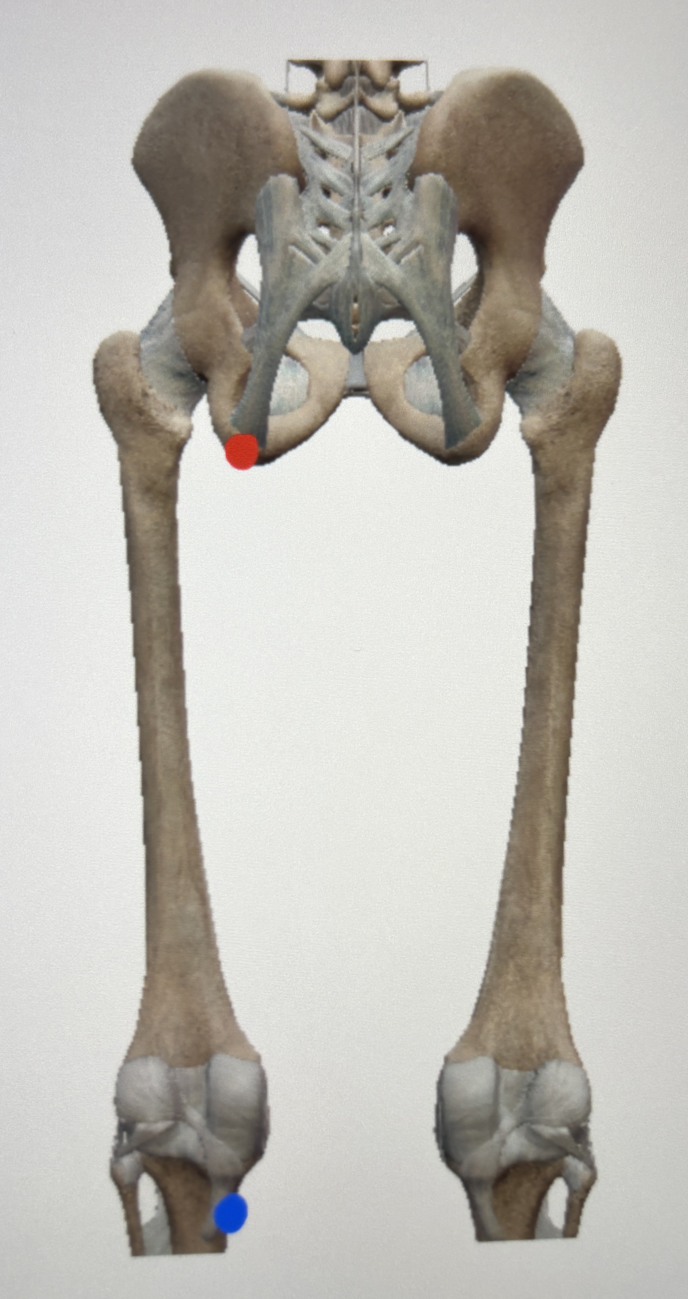 <p>What’s this muscle </p>