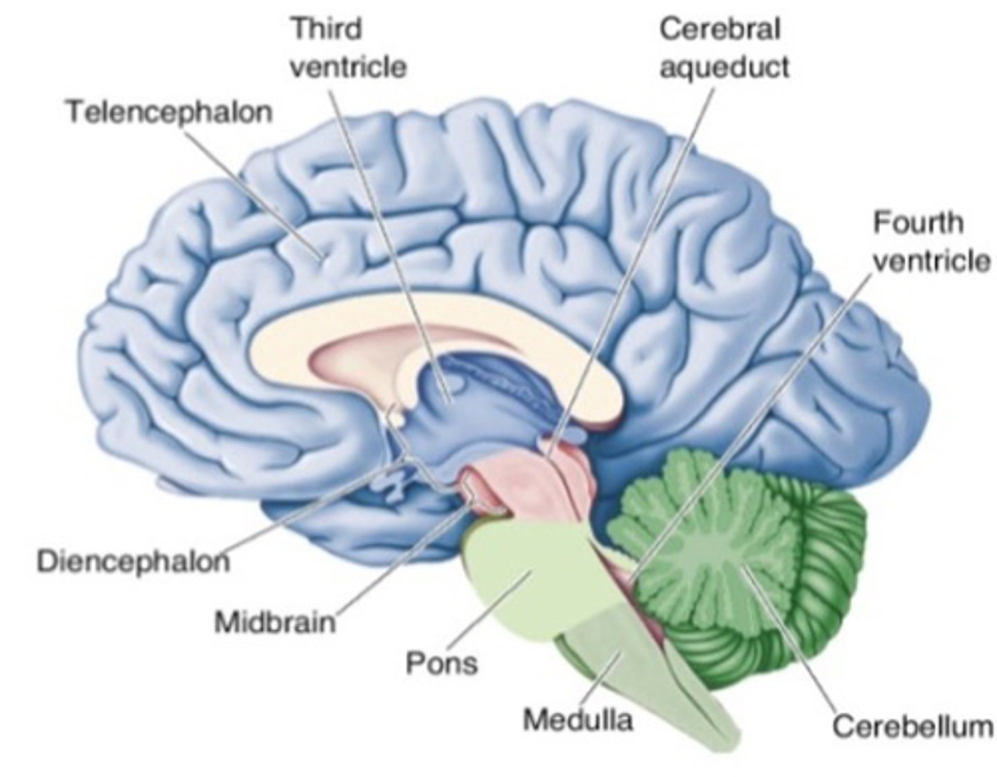 <p>What part of the brain is labelled in pink in this image?</p>