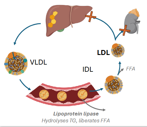 <p>- defective LDL receptor</p><p>- LDL can not be absorbed by extrahepatic tissues or liver</p><p>- LDL accumulates</p><p>- [LDL] in plasma increases</p><p>- Early development of CVD</p>