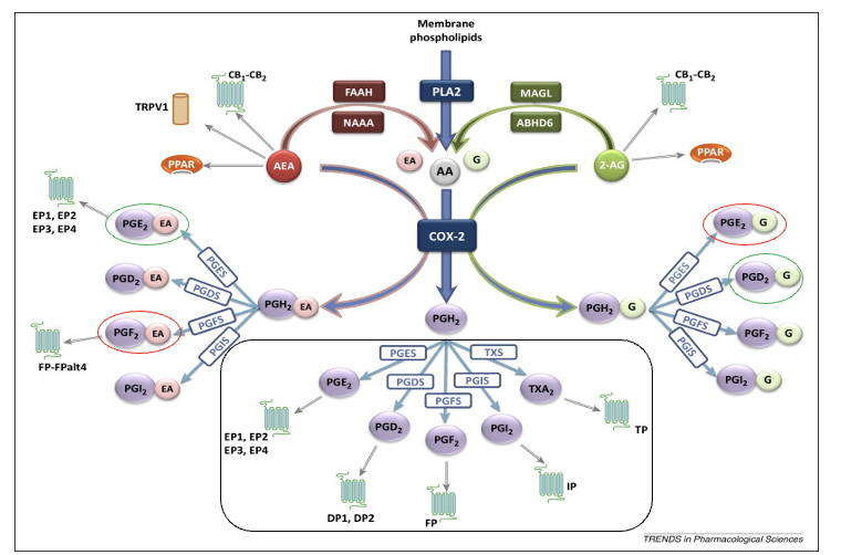 <ul><li><p>anadamide (AEA)</p><ul><li><p>FAAH/NAAA <strong>breaks down</strong> AEA → arachidonic acid and ethanolamine which goes thru COX-2 pathway</p></li><li><p>can be directly metabolized by COX-2 but creates a <u>different</u> PGH2 from AA</p></li><li><p>PGE<sub>2</sub> → anti-inflam</p></li><li><p>PGF<sub>2</sub> → pro-inflam</p></li></ul></li><li><p>2-arachidonoylglycerol (2-AG) </p><ul><li><p>MAGL/ABHD6 <strong>breaks down</strong> 2-AG → arachidonic acid and glycerol which goes thru COX-2 pathway</p></li><li><p>can be directly metabolized by COX-2 but creates a <u>different</u> PGH2 from AA</p></li><li><p>PGE<sub>2</sub> → pro-inflam</p></li><li><p>PGD<sub>2</sub> → anti-inflam</p></li></ul></li></ul><p></p>