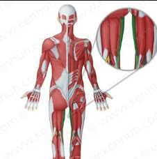 <p>Slender, medial thigh muscle that adducts the hip.</p>