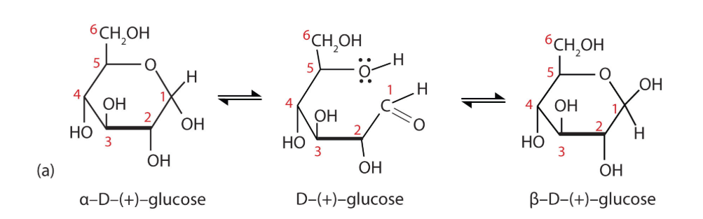 <ul><li><p>= evenwicht tussen α- en β-vormen via tijdelijke terugkeer naar de lineaire vorm</p></li><li><p>komt enkel voor bij hemi-acetal</p></li></ul><p></p>