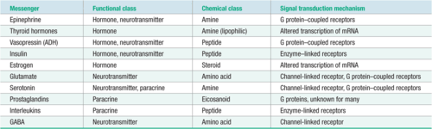 <p>-They act as neurotransmitters</p><p>-Are synthesized inside of neurons</p><p>-Are stored in vesicles until needed; then released by exocytosis(from axon terminals)</p><p>-Examples of Amino acids are: Glutamate, Aspartate, Glycine, and GABA (gamma-aminobutyric acid)</p>