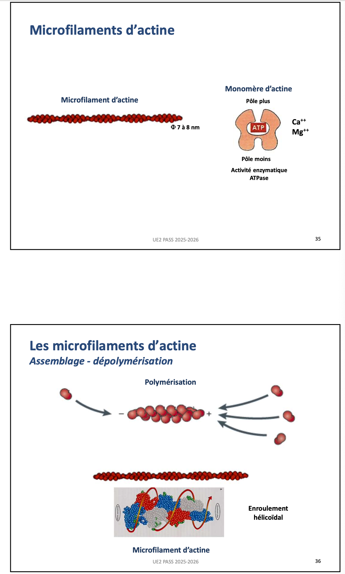 <p><strong>Réponse :</strong></p><ul><li><p>Polymères d’<strong>actine</strong> formés de <strong>monomères d’actine </strong></p></li><li><p>Organisation en <strong>hélice</strong> de 7–8 nm de diamètre</p></li><li><p>Présence d’une <strong>polarité</strong> :</p><ul><li><p><strong>Extrémité +</strong> : polymérisation rapide</p></li><li><p><strong>Extrémité −</strong> : polymérisation lente</p></li></ul></li><li><p>Les monomères lient l’<strong>ATP/ADP</strong> et possèdent une faible activité <strong>ATPase</strong>, dépendante du <strong>Mg²⁺</strong> et <strong>Ca²⁺</strong></p></li><li><p>Organisation très <strong>dynamique</strong> : cycles rapides de polymérisation / dépolymérisation</p></li></ul><p></p>