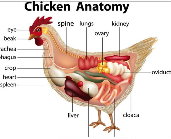 <p>Agent: <span style="background-color: transparent;"><em><span>Salmonella</span></em><span> species</span></span></p><p><span style="background-color: transparent;"><span>Transmitted through: fecal/oral route from chicken eggs </span></span></p><p><span style="background-color: transparent;"><span>-Their anatomy, poop comes out same hole </span></span></p><p> </p><p>Prevention methods: <span style="background-color: transparent;"><span>Boil the egg, cook it, peel it, or forget it</span></span></p><p></p>