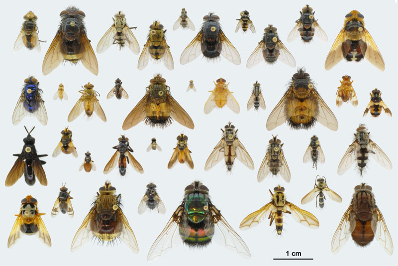 <p>Tachinid Flies</p><p>Order Diptera</p>