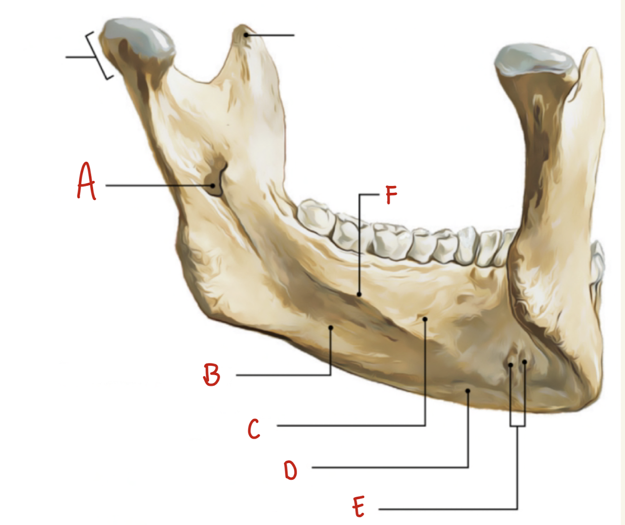 <p>Name the part of the posterior mandible labeled A</p>